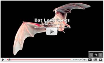 a bat named "Sid" pitches woo